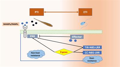 Fungal effectors versus defense-related genes of B. juncea and the status of resistant transgenics against fungal pathogens